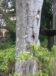The power of Hurricane Sandy.  Big stones embedded into the tree.